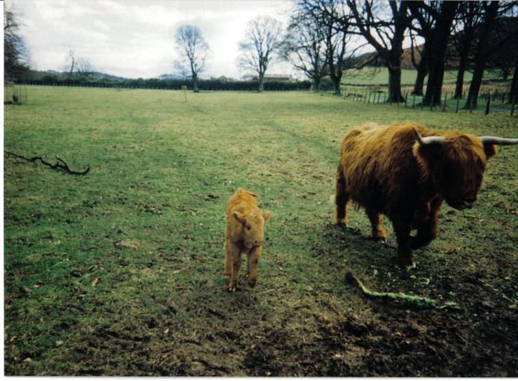 Hamish and Angus the Highland Cows taken in 1988