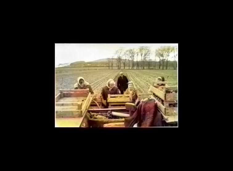 Potato Picking in 1960s