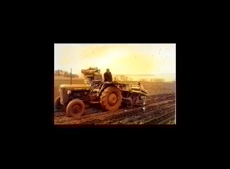 Potato Picking in 1960s
