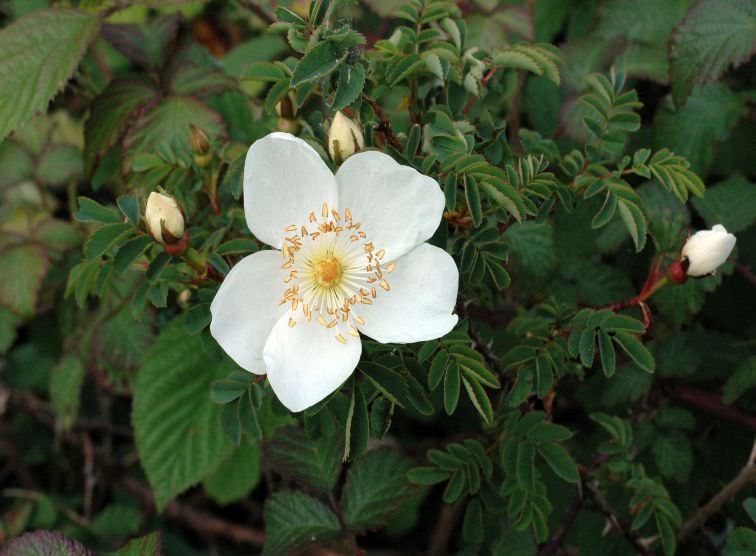 Burnet Rose (Rosa Spinosissima)