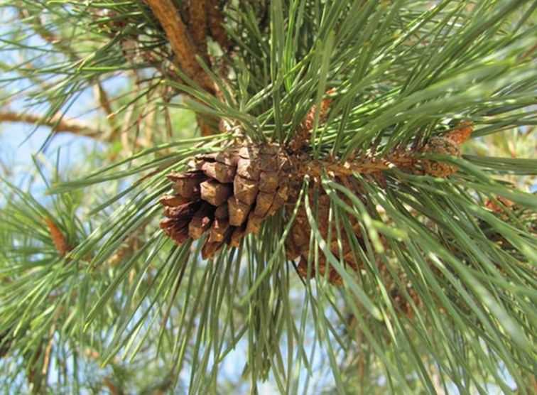 Scots Pine (Pinus Sylvestris)