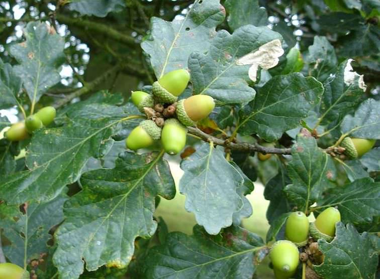 Sessile Oak (Quercus Petraea)