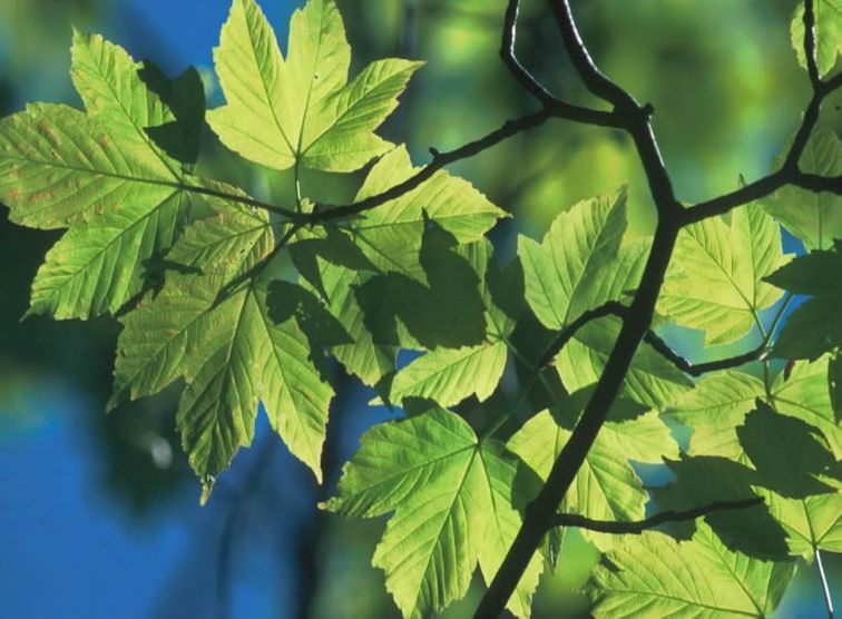Sycamore (Acer Pseudoplatanus)