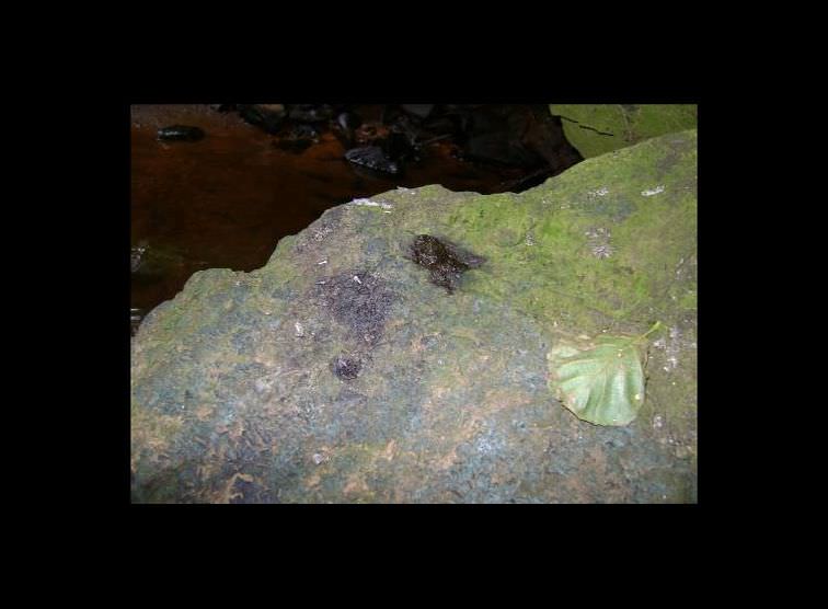 Otter Poo found in the Burn Gill